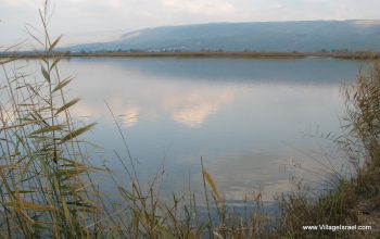A Morning in the Hula Valley