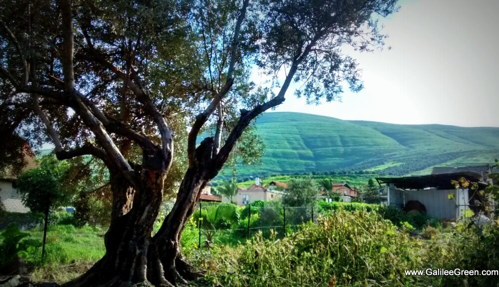 An olive tree overlooking the sunlit hills of Yavne’el in the Galilee