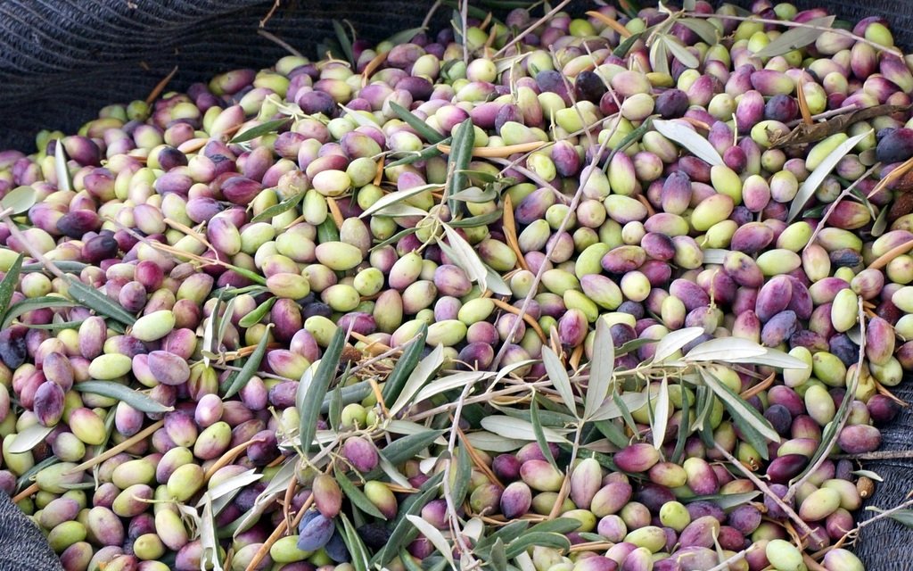 Freshly harvested olives in Israel